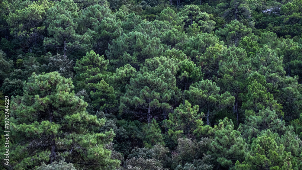 Vue immersive de la forêt de pins maritimes dans le Massif des Maures, Provence Vue immersive de la forêt de pins maritimes dans le Massif des Maures, Provence