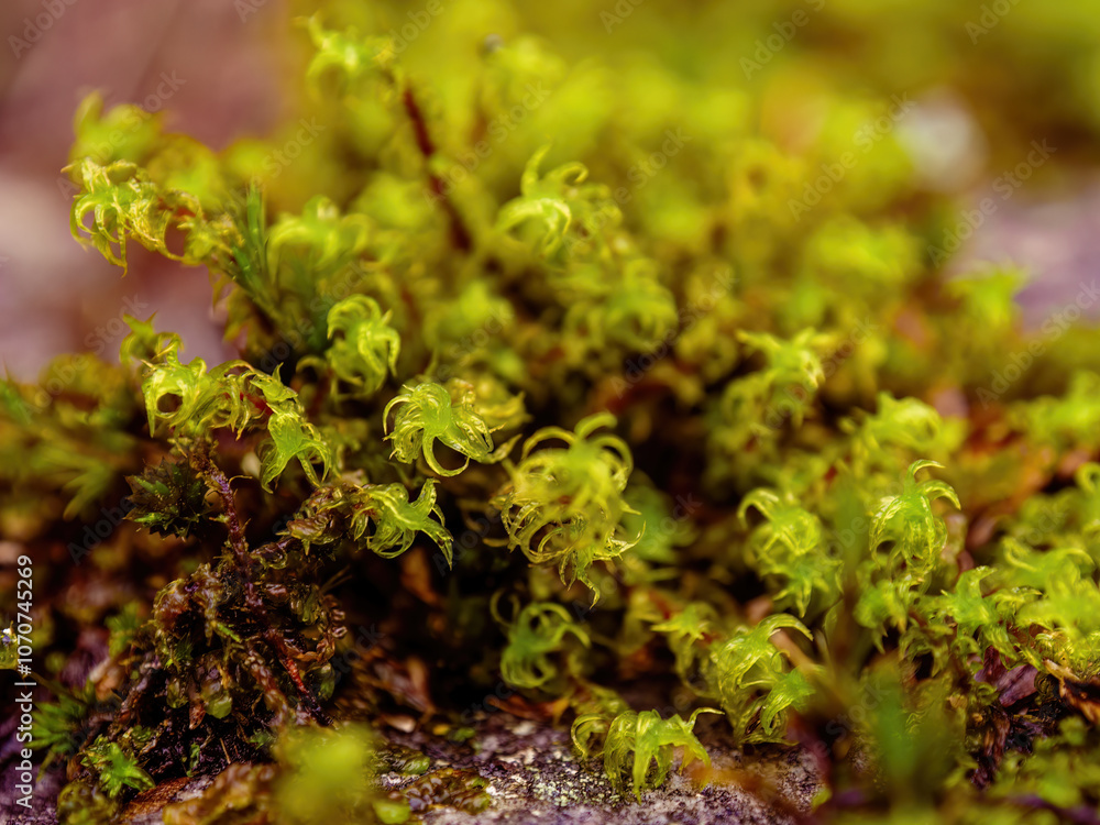 Extreme macro photography of some moss growing on a rock, captured in a farm in the eastern Andean mountains of central Colombia. Extreme macro photography of some moss growing on a rock, captured in a farm in the eastern Andean mountains of central Colombia.