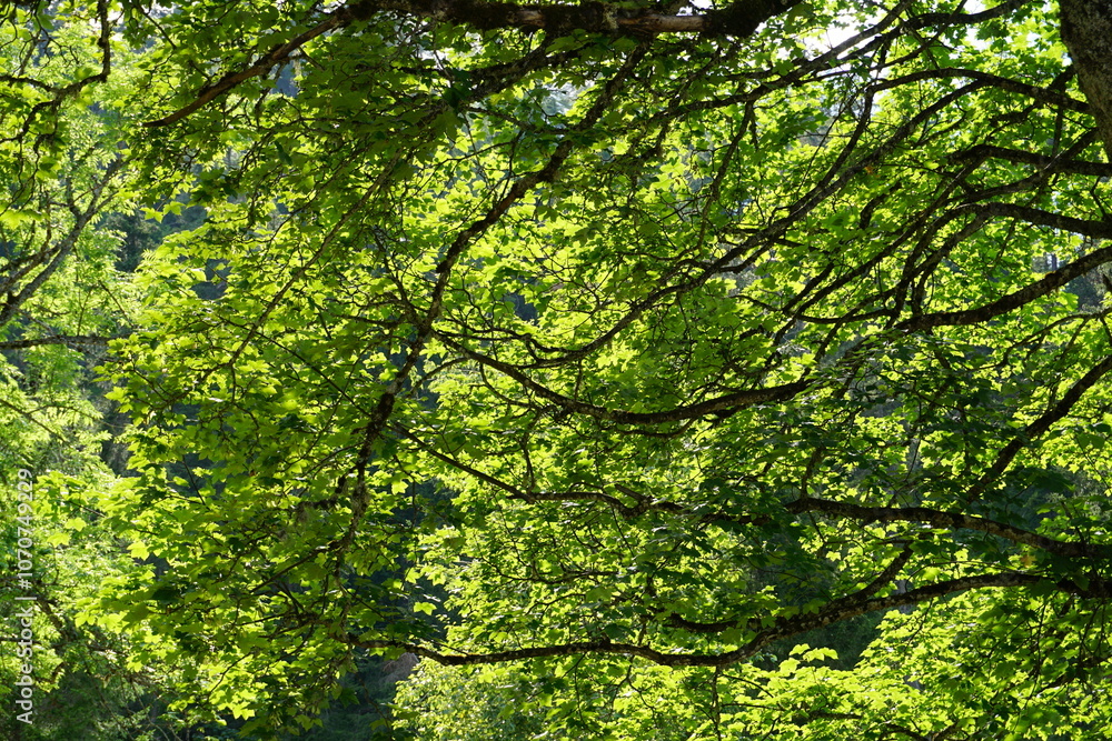 green leaves illuminated by sun rays passing through the trees branches green leaves illuminated by sun rays passing through the trees branches