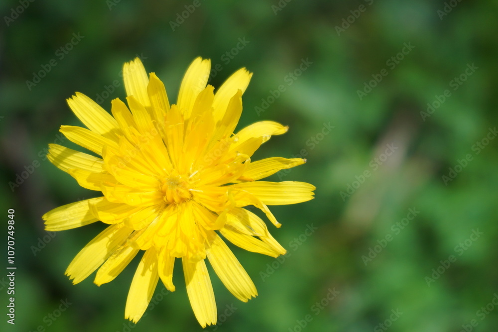 macrophotography of a yellow flower in the field during a mountain trip macrophotography of a yellow flower in the field during a mountain trip