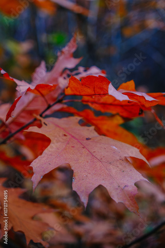 red maple leaf