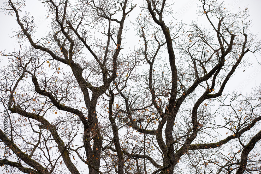 Leafless Tree with Bare Branches - Minimalist Winter Nature Background Image Leafless Tree with Bare Branches - Minimalist Winter Nature Background Image