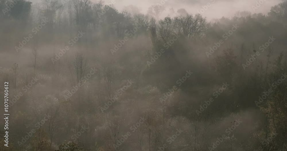 Brouillard et nature Brouillard et nature