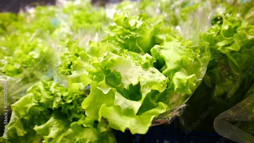 Close-up of many fresh lettuce leaves on a market counter Close-up of many fresh lettuce leaves on a market counter