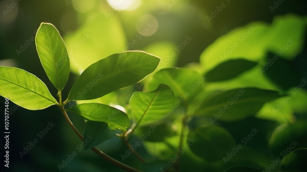 Lush Green Leaves in Soft Natural Light Lush Green Leaves in Soft Natural Light
