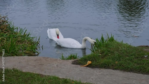 swans on a lake