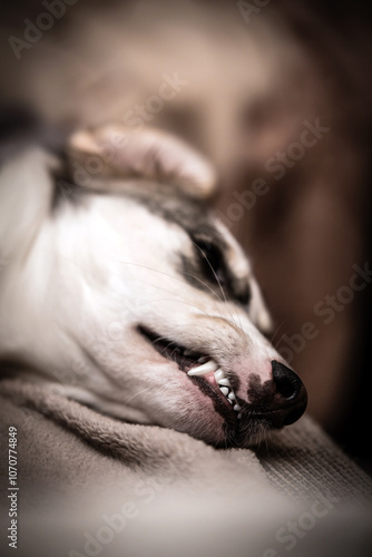 Mixed breed dog lying on bed and growls or snarls with teeth photo