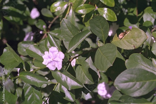 Brunfelsia pauciflora - Yesterday-Today-and-Tomorrow
 photo