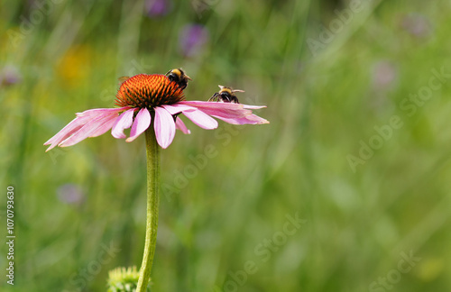 Bumblebees on a pink flower