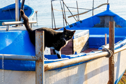 Black and white cat on a white blue painted fishing boat ashore at Ahtopol, Bulgarian Black Sea Coast