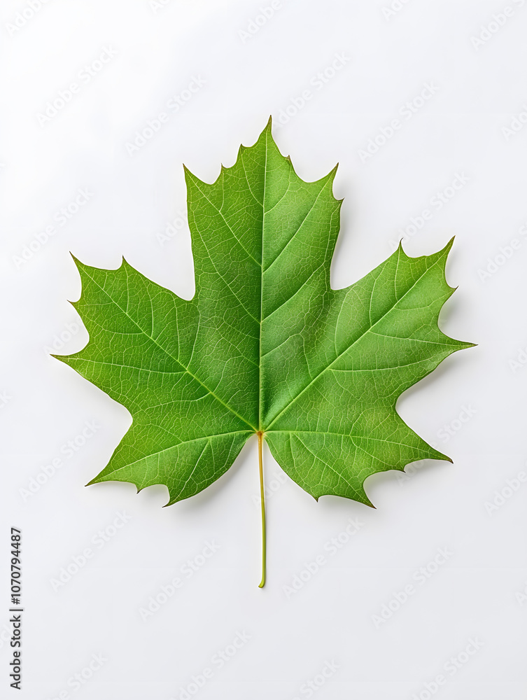 Fototapeta premium Green Maple Leaf isolated on white background
