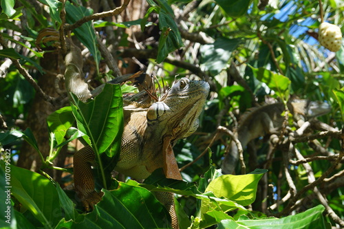 Bearded dragon in canopy near Puerto Viejo