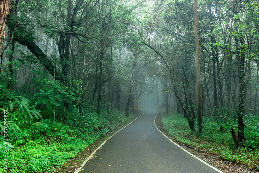 Natural background of trees covered with fog on both sides of the road, the beauty of the natural ecosystem amidst the changing weather conditions according to the seasons. Natural background of trees covered with fog on both sides of the road, the beauty of the natural ecosystem amidst the changing weather conditions according to the seasons.