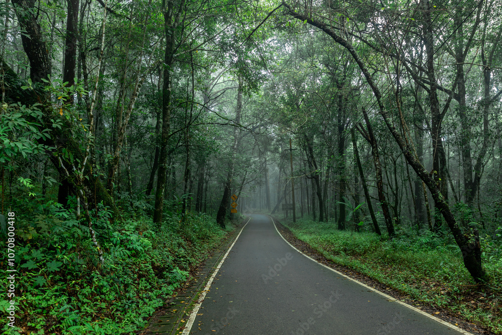 Natural background of trees covered with fog on both sides of the road, the beauty of the natural ecosystem amidst the changing weather conditions according to the seasons. Natural background of trees covered with fog on both sides of the road, the beauty of the natural ecosystem amidst the changing weather conditions according to the seasons.