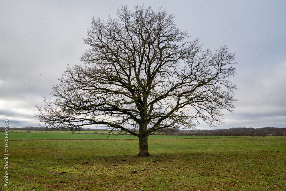 Big oak, leafless tree. Big oak, leafless tree. A field, overcast skies and green meadow. Big oak, leafless tree. Big oak, leafless tree. A field, overcast skies and green meadow.