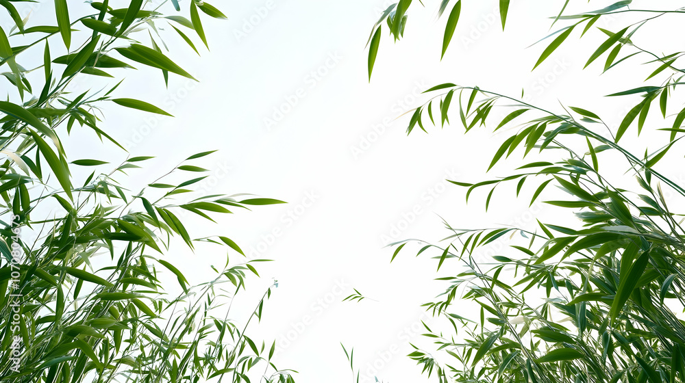 Fototapeta premium A low angle view of green grass blades against a white sky.