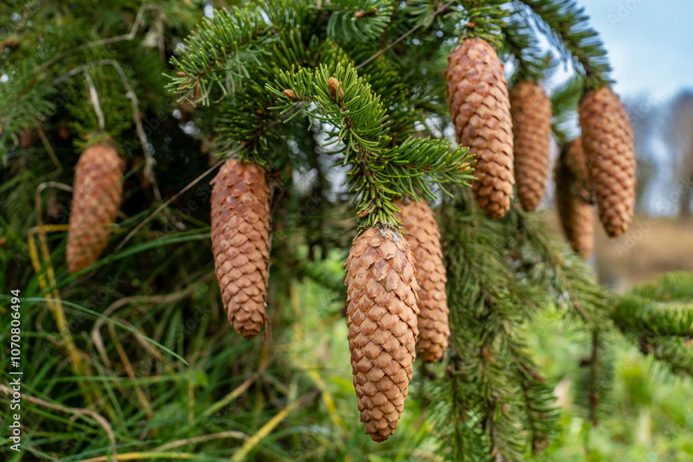 Christmas tree branches with cones. Fir tree cones. Christmas tree branches with cones. Fir tree cones.