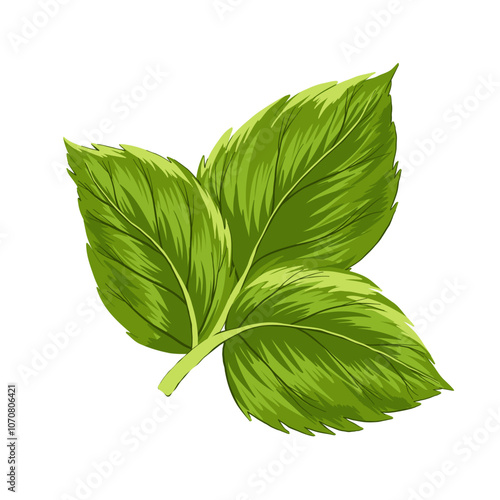 Spearmint leaves on white background. Vector herbal element for advertising, packaging design, greeting card and fashion design. Herbal tea supplement. Medical plant and spicy herb