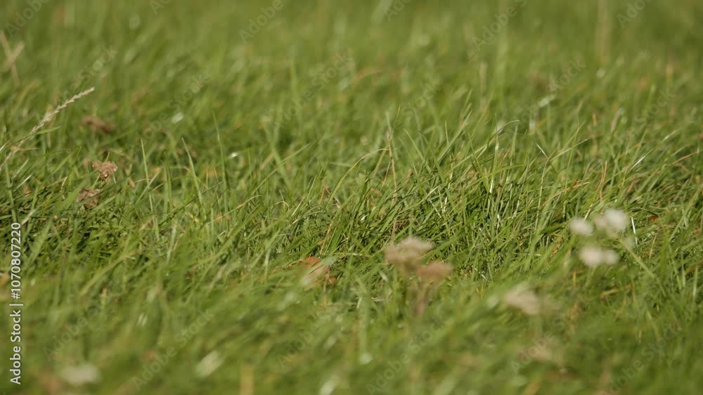 green fresh grass close-up on a blurred background moves from the wind. Slow motion video green fresh grass close-up on a blurred background moves from the wind. Slow motion video