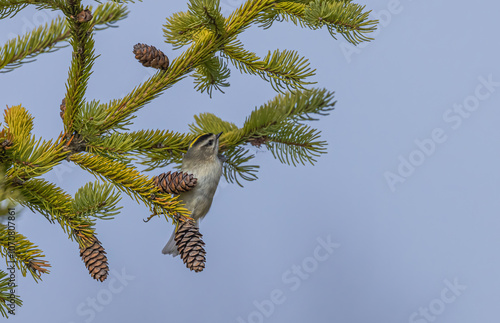 Ruby-Crowned Kinglet In Pine Tree photo