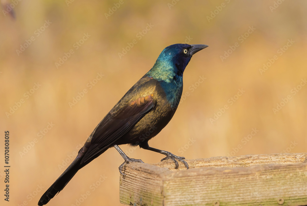 Fototapeta premium A Grackle Perched On A Feeder With Peanuts