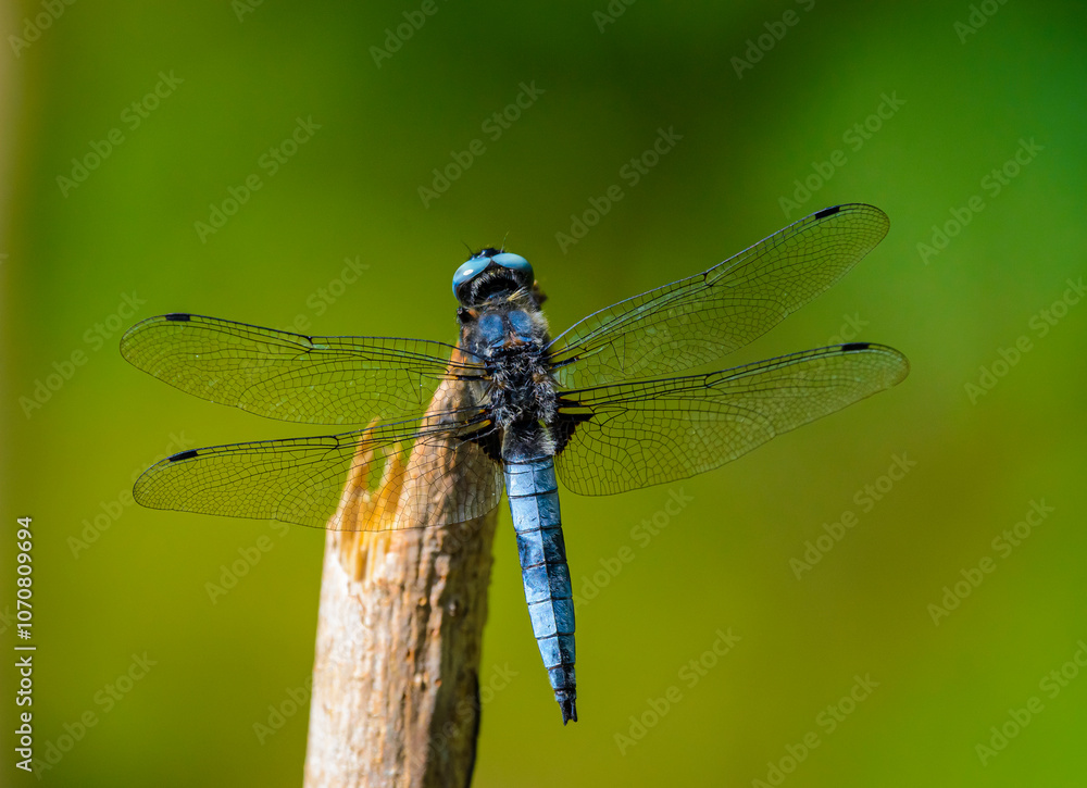blue dragonfly blue dragonfly