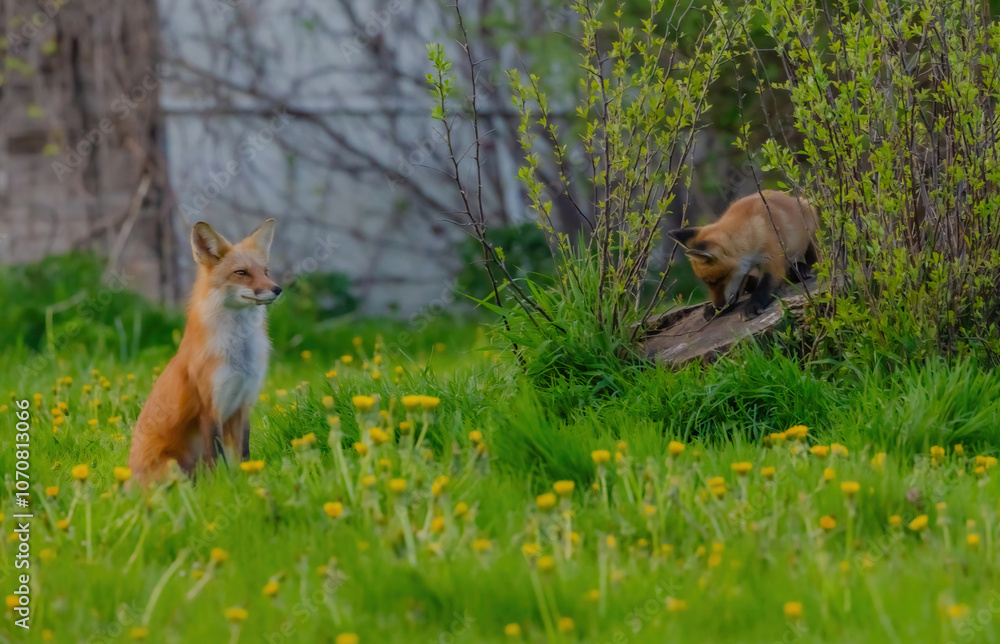 Obraz premium Fox Pup Looking At Something And Papa Fox Sits Looking