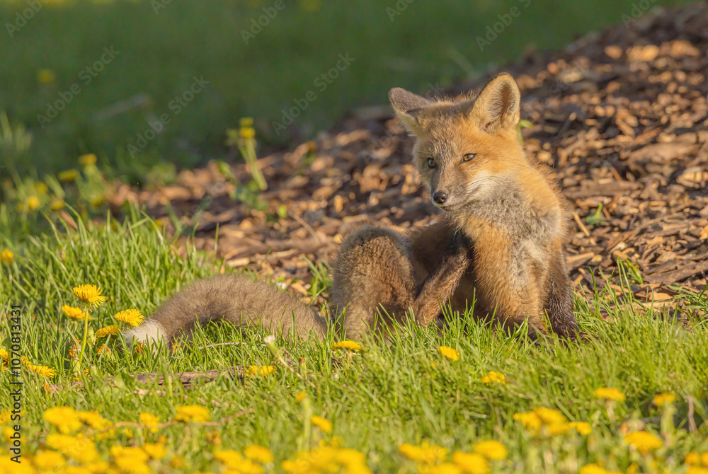 Naklejka premium Fox Pup Sitting And Looking