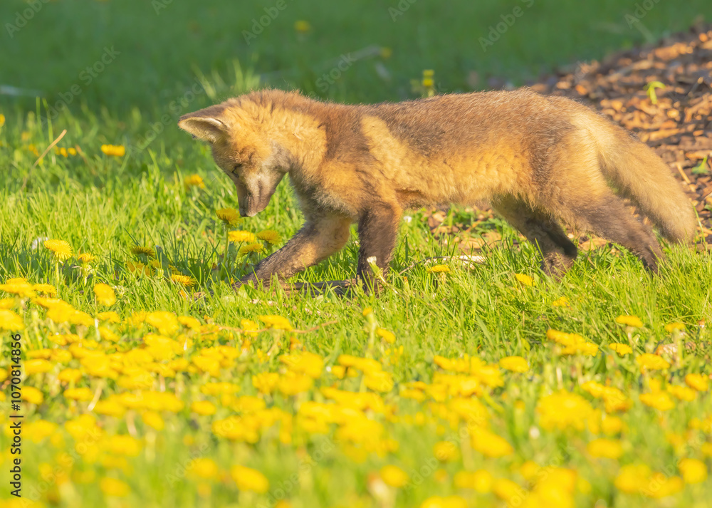Fox Pups Looking In The Grass Fox Pups Looking In The Grass