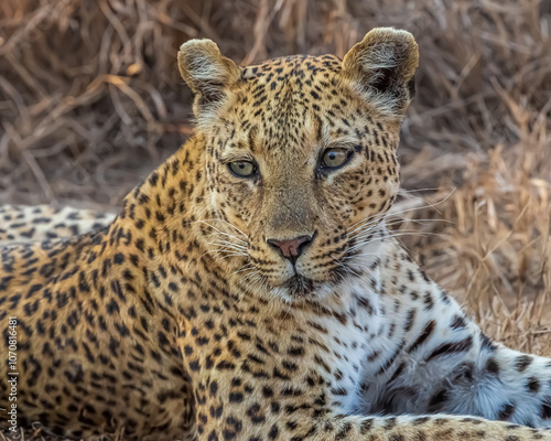 Close up head shot of a male leopard