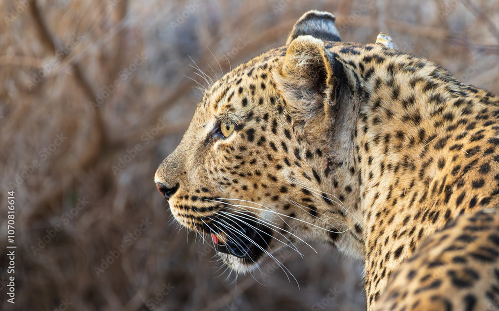Photography Poster Male leopard face side view | Wall Art