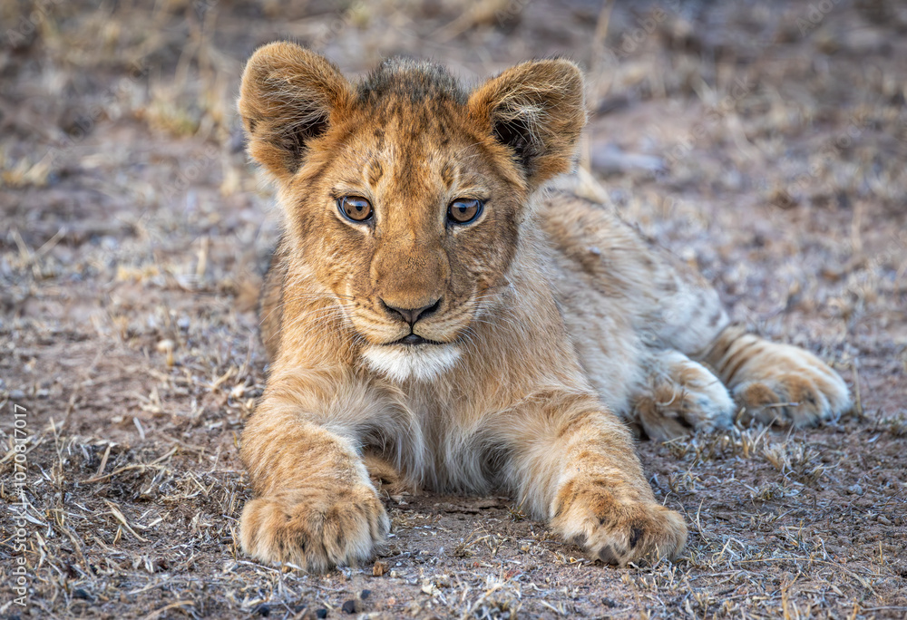 portrait of a lion cub portrait of a lion cub