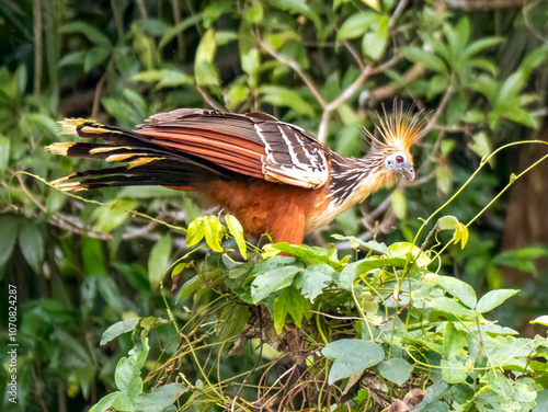 A hoatzin (Opisthocomus hoazin) in the Anamá region. The bird is also known as the gypsy hen. photo