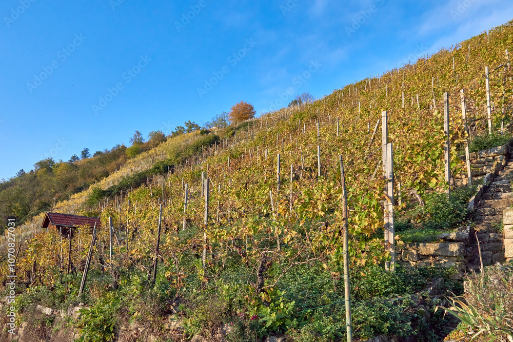 Scenic Vineyard Landscape in the Embracing Blue Sky, Featuring a Charming Little Cottage Scenic Vineyard Landscape in the Embracing Blue Sky, Featuring a Charming Little Cottage