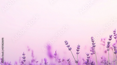 Lavender Field Under Soft Pink Sky at Dusk