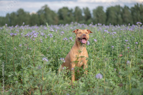 Foto Beautiful purebred American Pit Bull Terrier outdoors.