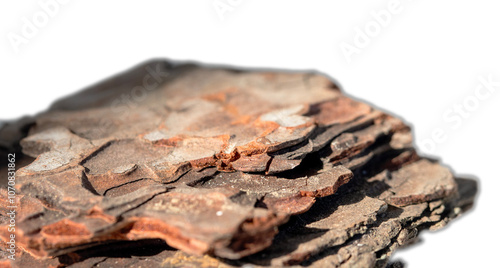 tree bark texture, macro, background.