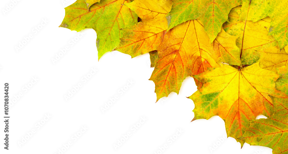 Fototapeta premium maple leaves. background of autumn leaves