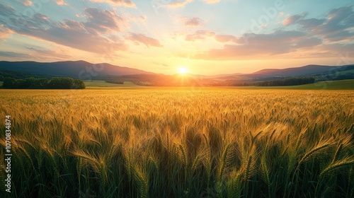 Midday Light Over Cultivated Farmland and Irrigation Channels