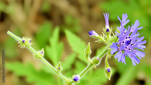 Blue mistflower (Conoclinium coelestinum, formerly Eupatorium coelestinum), also known as wild ageratum or hardy ageratum, in flower (bloom)