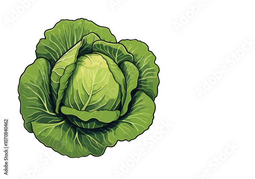 cabbage isolated on white background