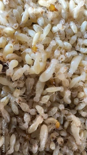 Close-up video of termites, especially worker termites. These pale, soft-bodied insects are often found in large colonies and feed on wood and plant material. Termites have large heads and dark