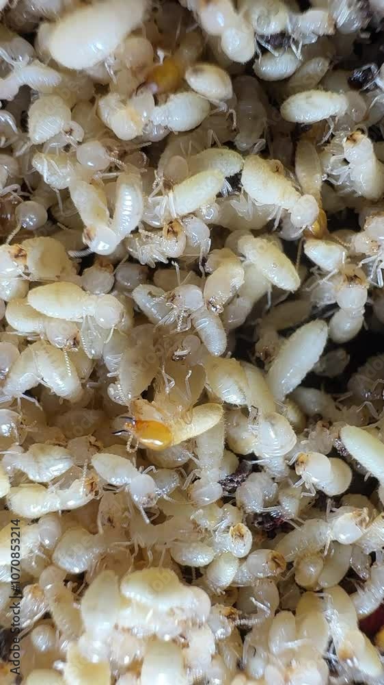 Close-up video of termites, especially worker termites. These pale, soft-bodied insects are often found in large colonies and feed on wood and plant material. Termites have large heads and dark-colore Close-up video of termites, especially worker termites. These pale, soft-bodied insects are often found in large colonies and feed on wood and plant material. Termites have large heads and dark-colore