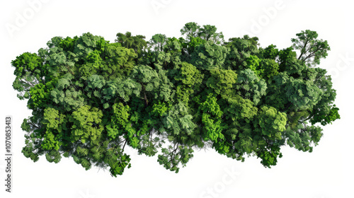 green trees isolated on white background