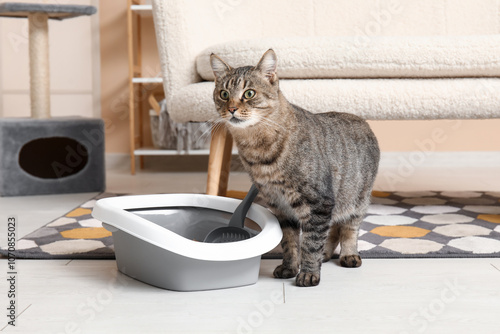 Fototapet Cute cat with litter box in living room