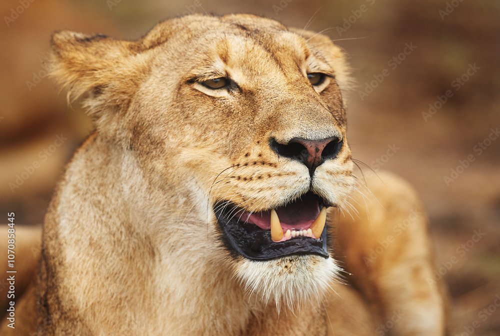Lioness, resting or wild cat in safari, park and nature by grass for camouflage in South Africa. Serengeti, travel or predator in savanna terrain for outdoor environment or natural animal habitat Lioness, resting or wild cat in safari, park and nature by grass for camouflage in South Africa. Serengeti, travel or predator in savanna terrain for outdoor environment or natural animal habitat