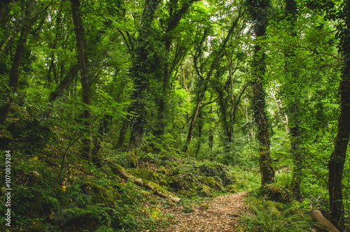 green forest in the morning