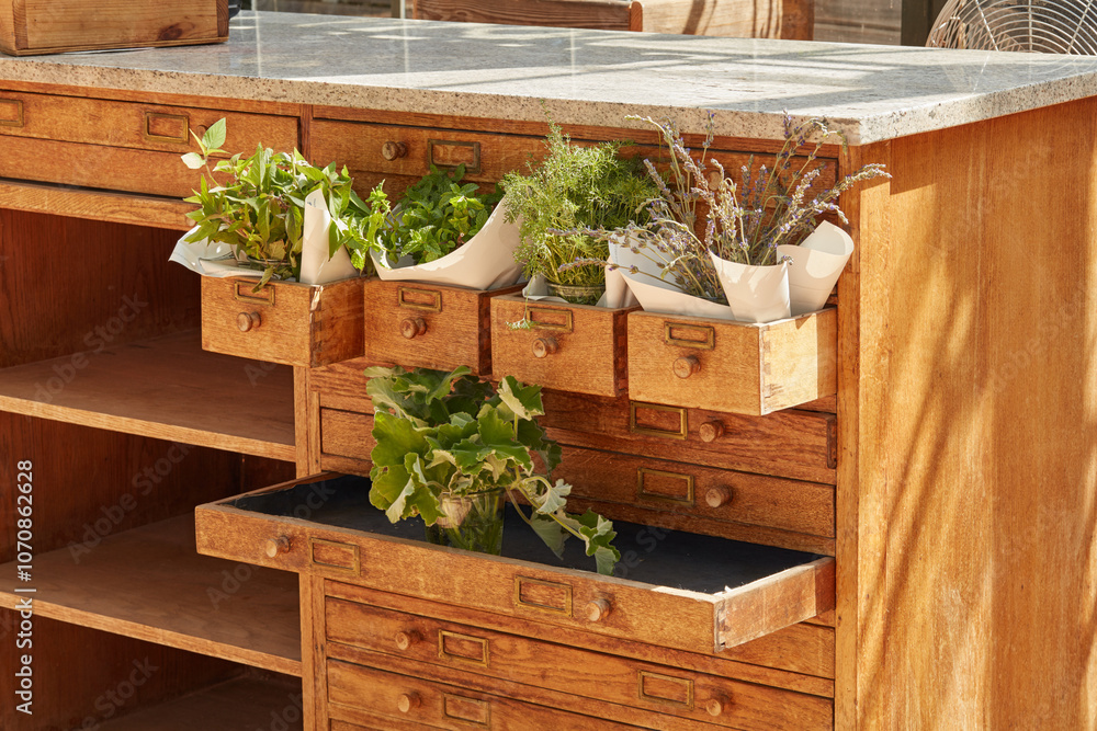 Pot, furniture or flowers in backyard garden environment, botanical plants or blooming in nature. Outside, blossom and countryside botany in drawer of home in wooden cabinet design or floral growth Pot, furniture or flowers in backyard garden environment, botanical plants or blooming in nature. Outside, blossom and countryside botany in drawer of home in wooden cabinet design or floral growth