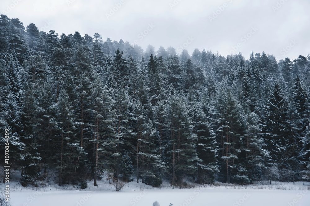 snow covered trees in the woods snow covered trees in the woods