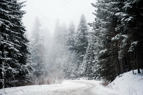 landscape in the mountains in winter with trees covered with snow